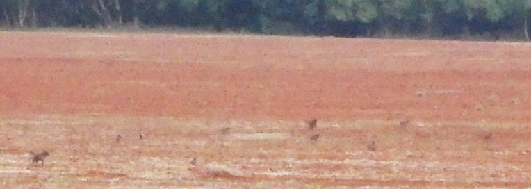 About eight (8) baby Baboons in the field.